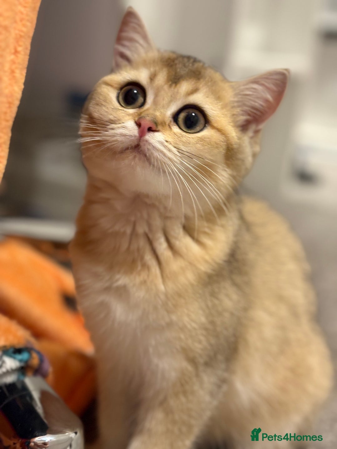 British Longhair cats for sale: ✨ Three adorable British Short/longhair kittens  - Image 27