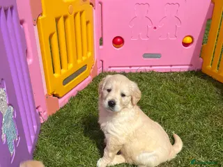 Golden Retriever dogs READY NOW! QUALITY KC REG CHUNKY GOLDEN RETRIEVERS - Advert 1