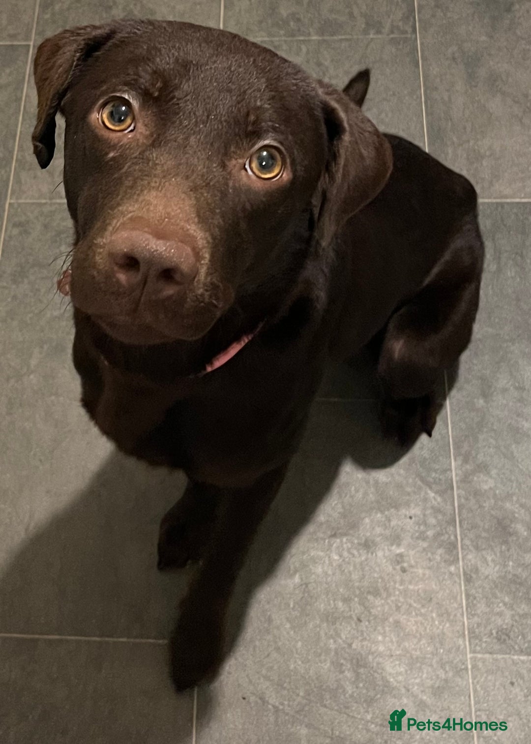 Labrador Retriever dogs for sale: Gorgeous chocolate female  - Advert 3