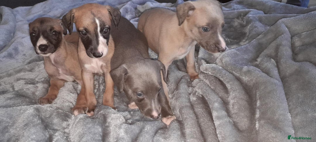 Whippet dogs for sale: Beautiful whippets  - Image 20