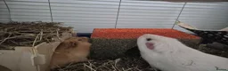 Guinea Pig rodents for sale: 2x male guinea pigs in Sudbury - Advert 3