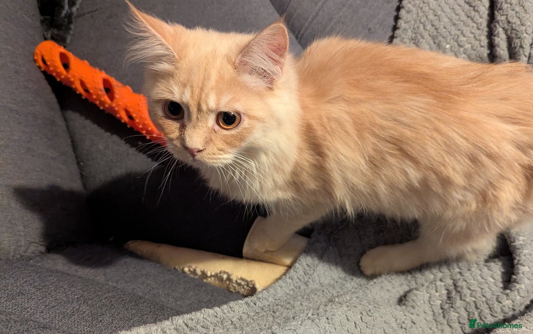 Maine Coon cats for sale: Maincoon - Advert 4