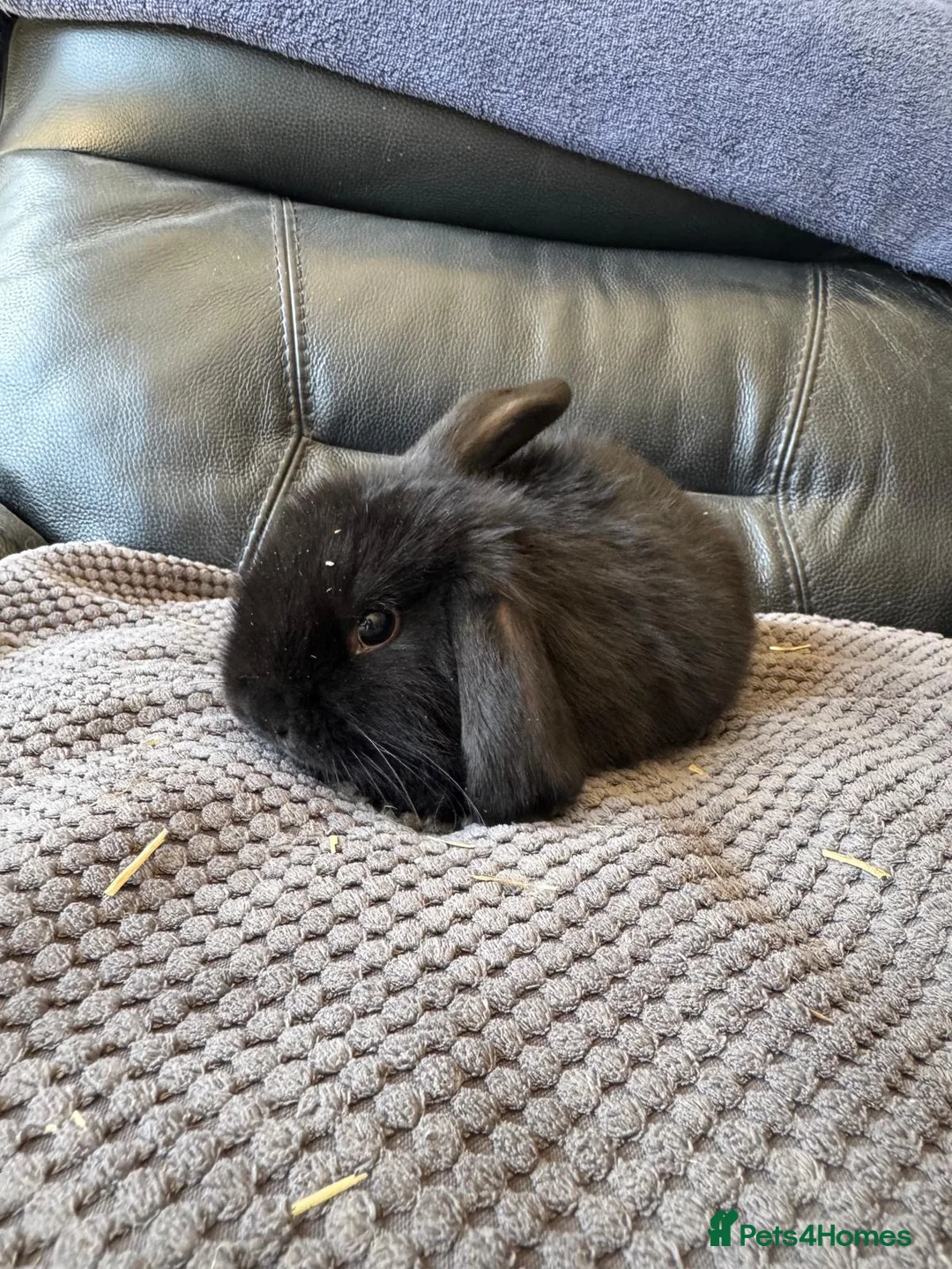 Mini Lop rabbits for sale: Baby mini lops  - Advert 16