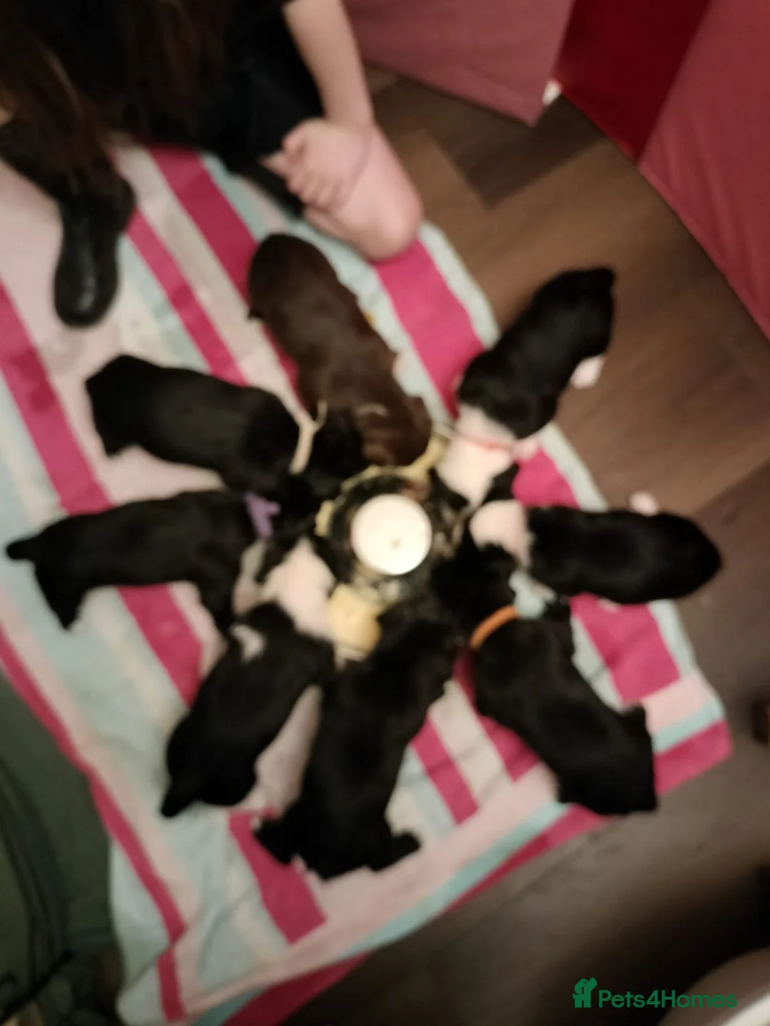 Mixed Breed dogs for sale: Cocker Spaniel x Border Collie Pups in Edgware - Advert 1