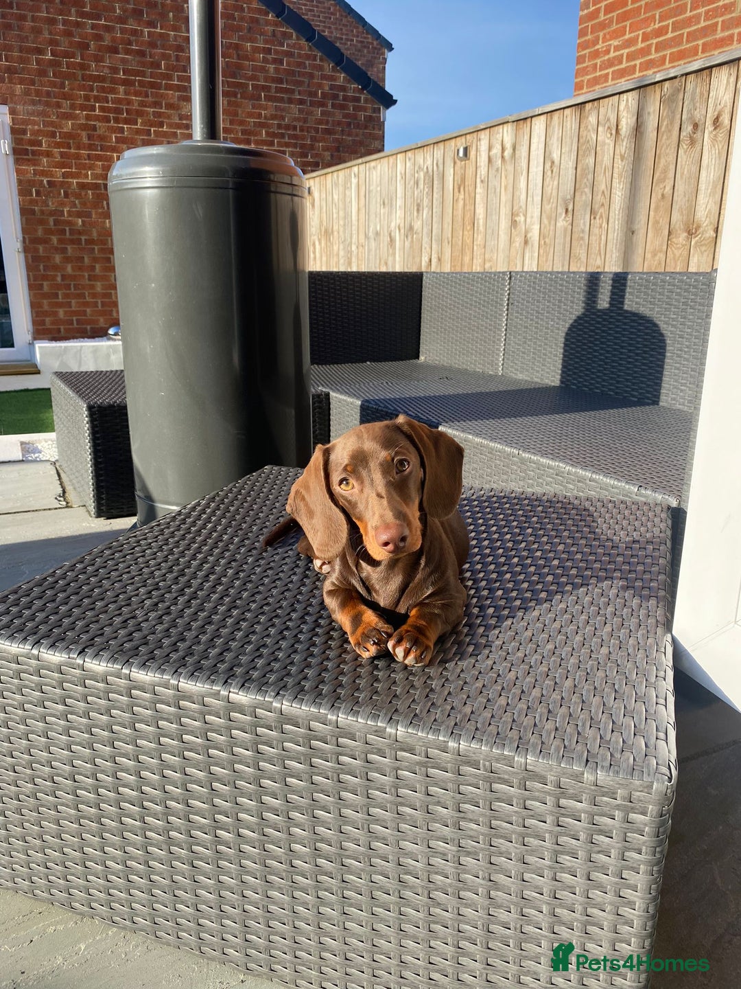 Miniature Dachshund dogs for stud: Proven Stud Chocolate & Tan Miniature Dachshund in Durham - Advert 11