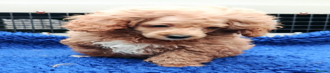 Toy Poodle Puppy 2