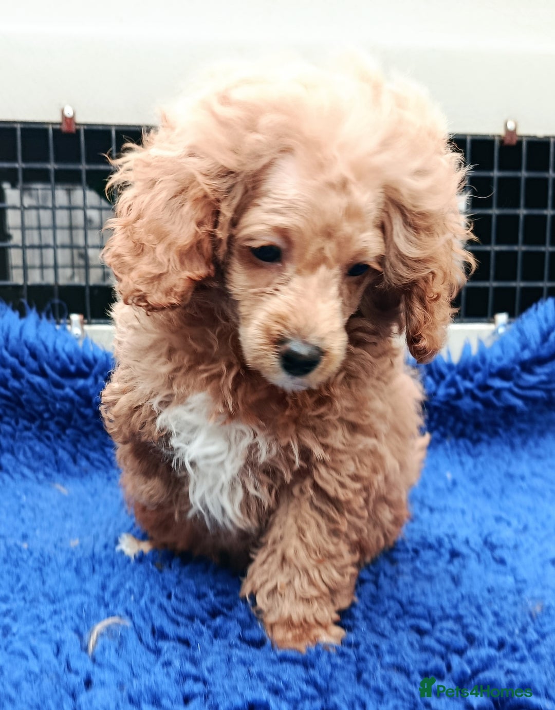 Toy Poodle dogs for sale: STUNNING TOY POODLES KC REG HEALTH TESTED  - Image 7