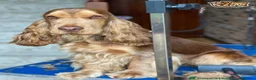 Cocker Spaniel dogs for sale: KC Reg Sable Show Cocker Puppies - Advert 10