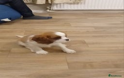 Cavalier King Charles Spaniel dogs for sale: 2beautiful king charles boys  - Image 14