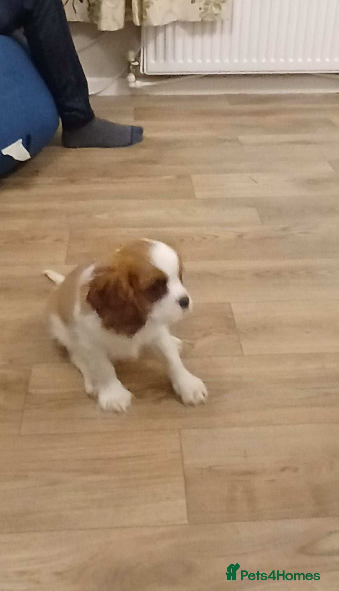 Cavalier King Charles Spaniel dogs for sale: 2beautiful king charles boys  - Image 14