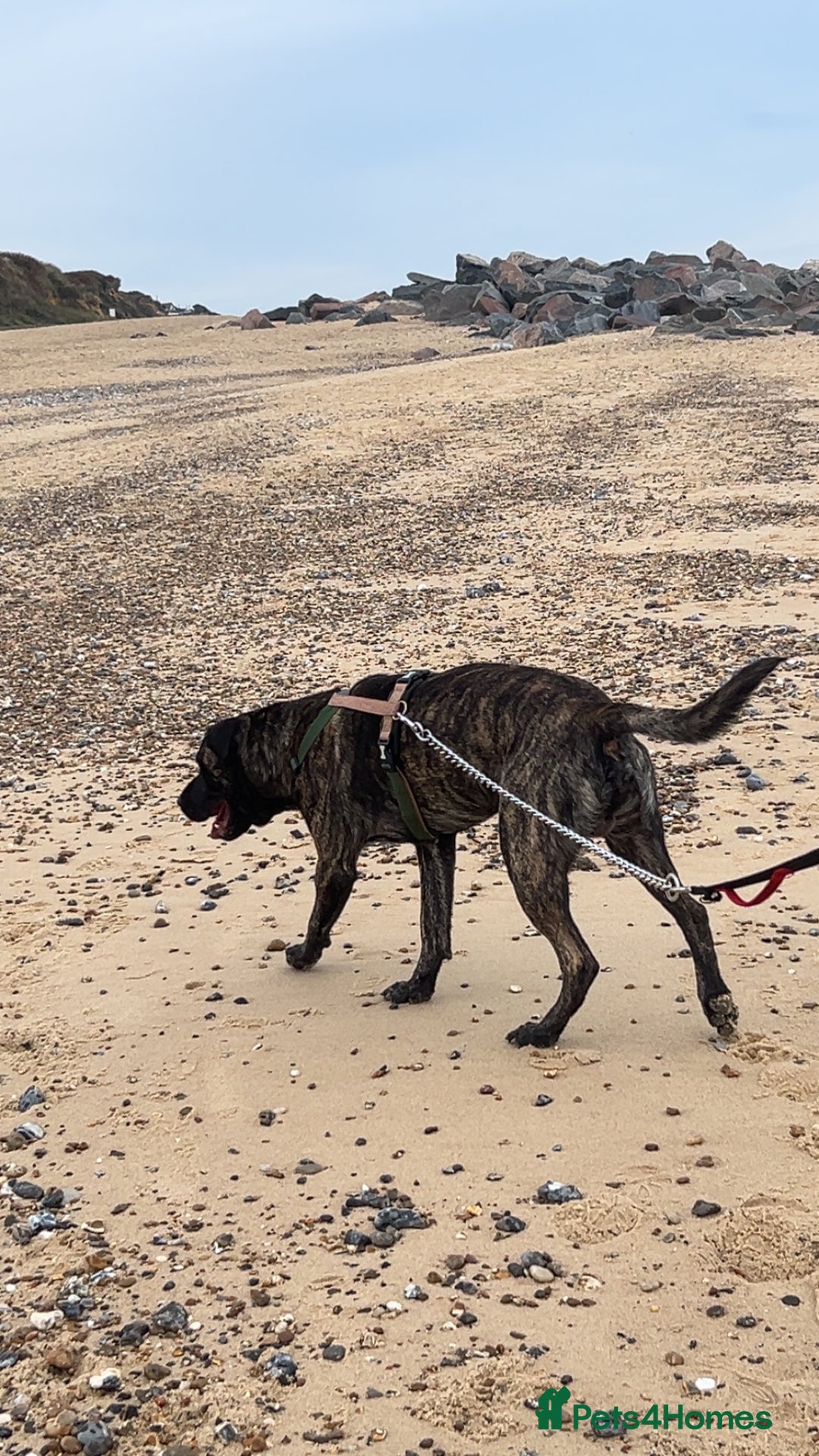Mastiff dogs for sale: Clyde  - Image 4