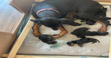 Dobermann dogs - Advert 10