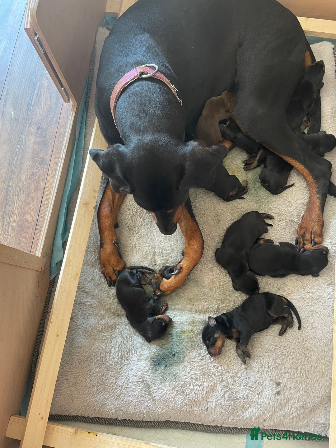 Dobermann dogs for sale: Doberman puppies - Image 3