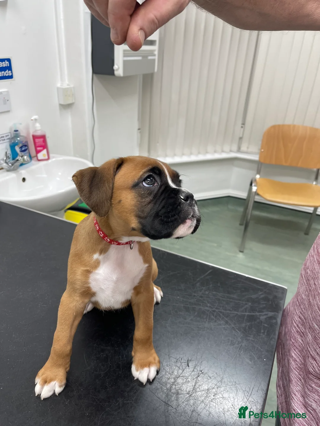 Boxer dogs for sale:  Stunning KC reg bobtailed boxers *1 girl left* - Advert 39