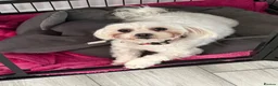 Maltipoo dogs for sale: Maltipoo waitlist open  in Kingston upon Thames - Advert 2