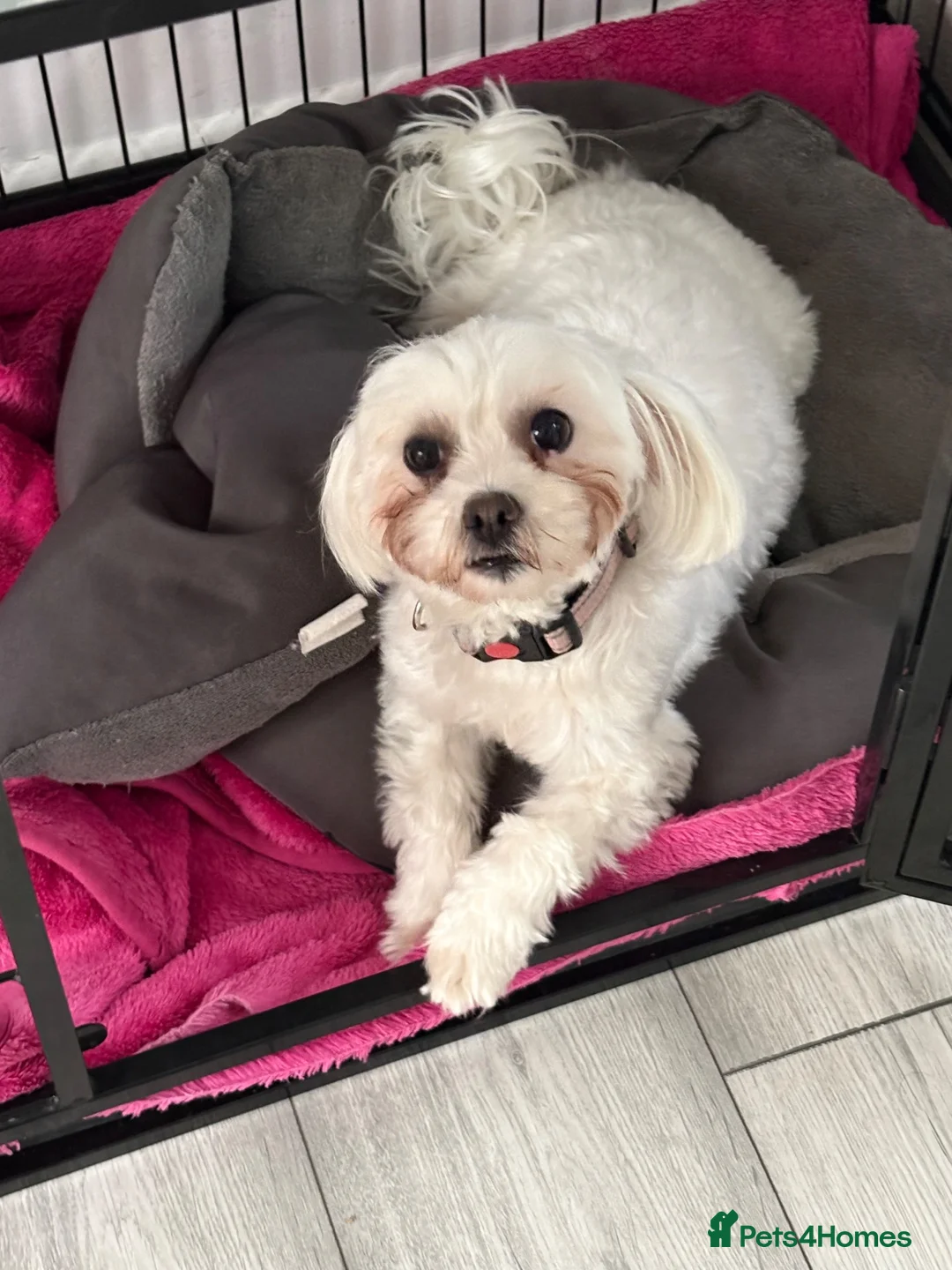 Maltipoo dogs for sale: Maltipoo waitlist open  in Kingston upon Thames - Advert 2