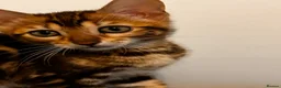Bengal cats for sale: Bengal kittens - Advert 2