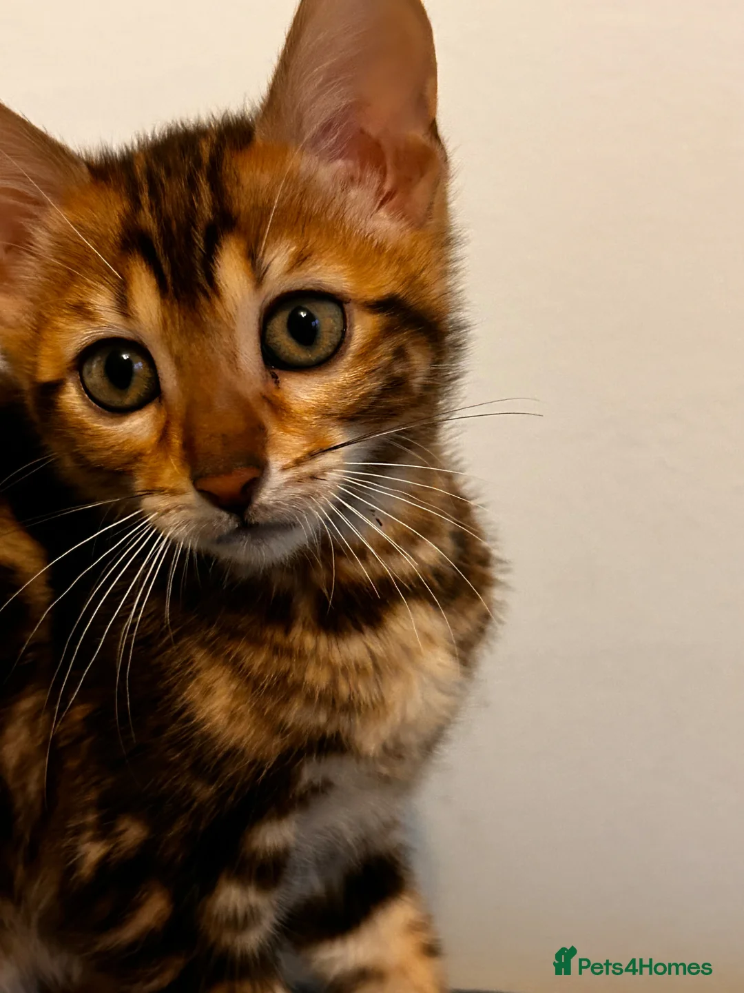 Bengal cats for sale: Bengal kittens - Advert 2
