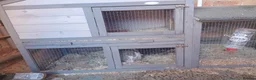 English rabbits for sale: 2 rabbits available to good home in Morpeth - Advert 3