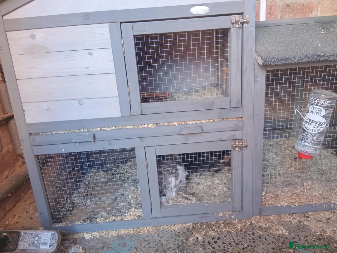 English rabbits for sale: 2 rabbits available to good home in Morpeth - Advert 3