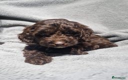Cockapoo dogs for sale: Gorgeous Cockapoo puppies - Image 3
