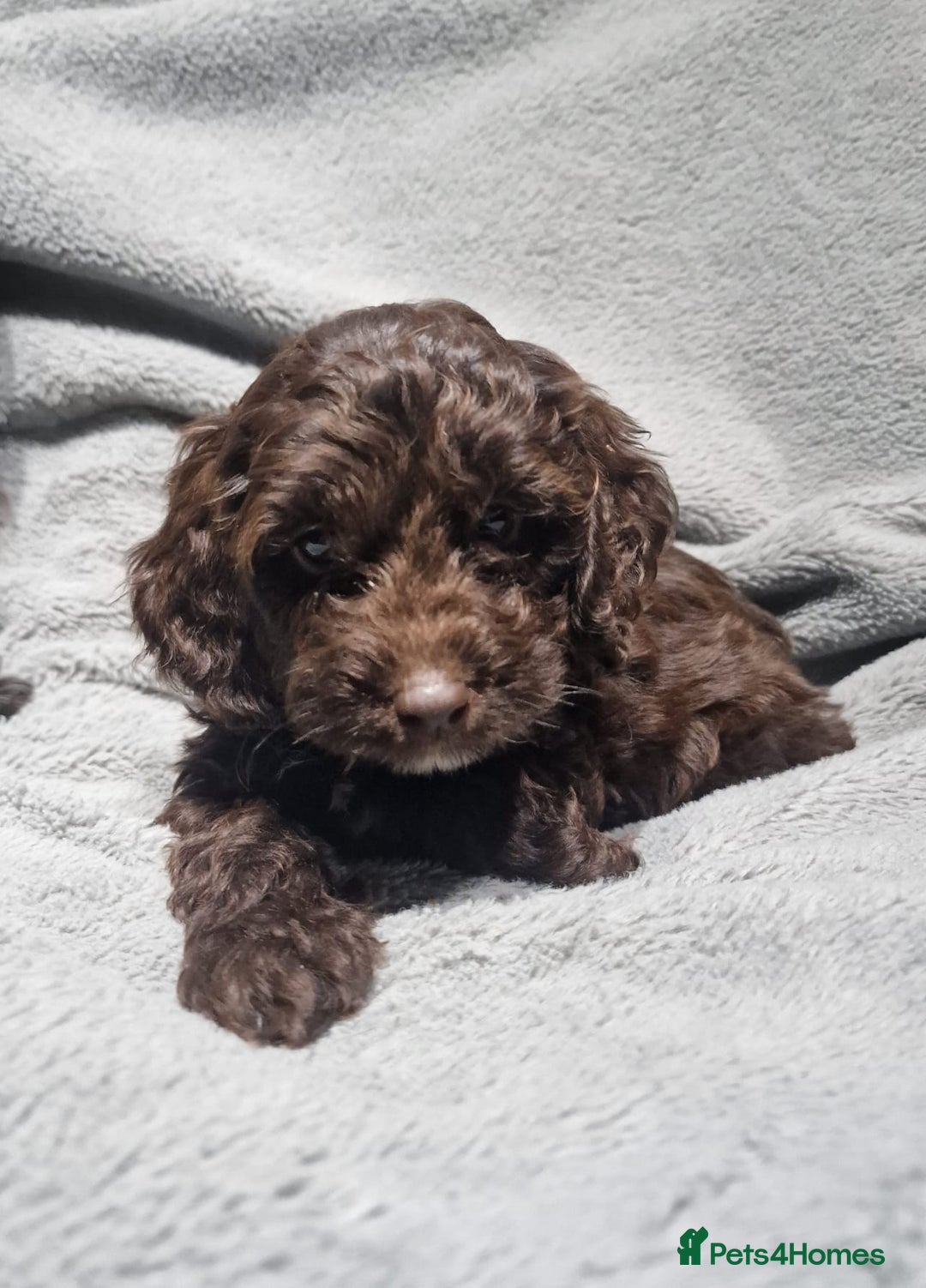 Cockapoo dogs for sale: Gorgeous Cockapoo puppies - Image 3