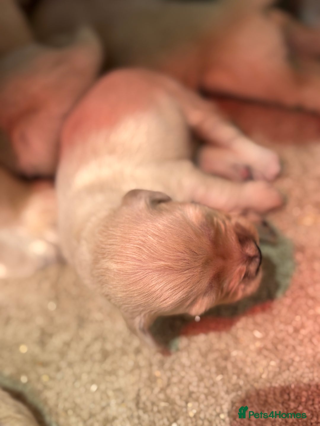 Golden Retriever dogs for sale: 5 outstanding KC golden retriever puppies  - Image 10