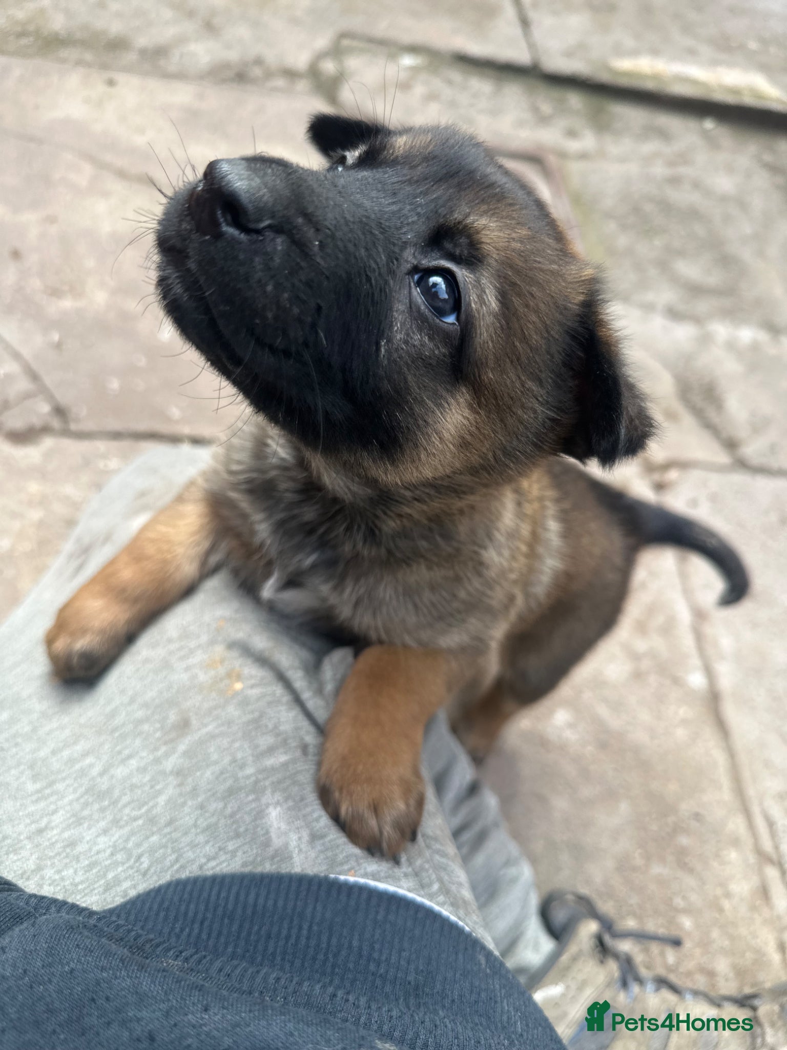 Belgian Shepherd Dog dogs Belgian Malinois pups  - Advert 1