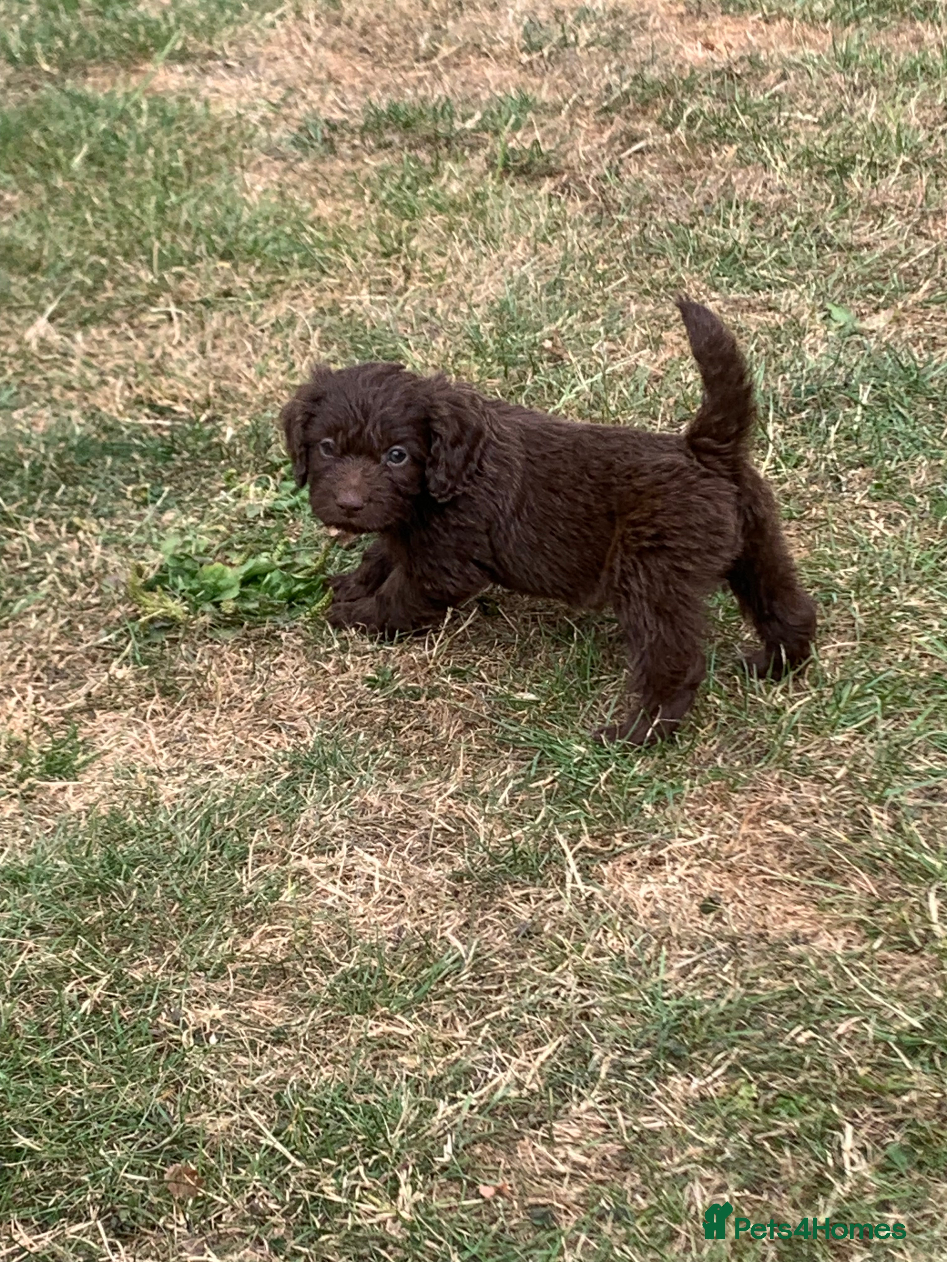 Cockapoo dogs STUNNING F1 COCKAPOO 2 GIRLS. 1 BOY LEFT   - Advert 2