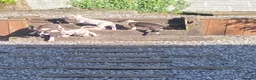 Mixed Breed dogs for sale: American Bully’s  in Newry - Advert 3