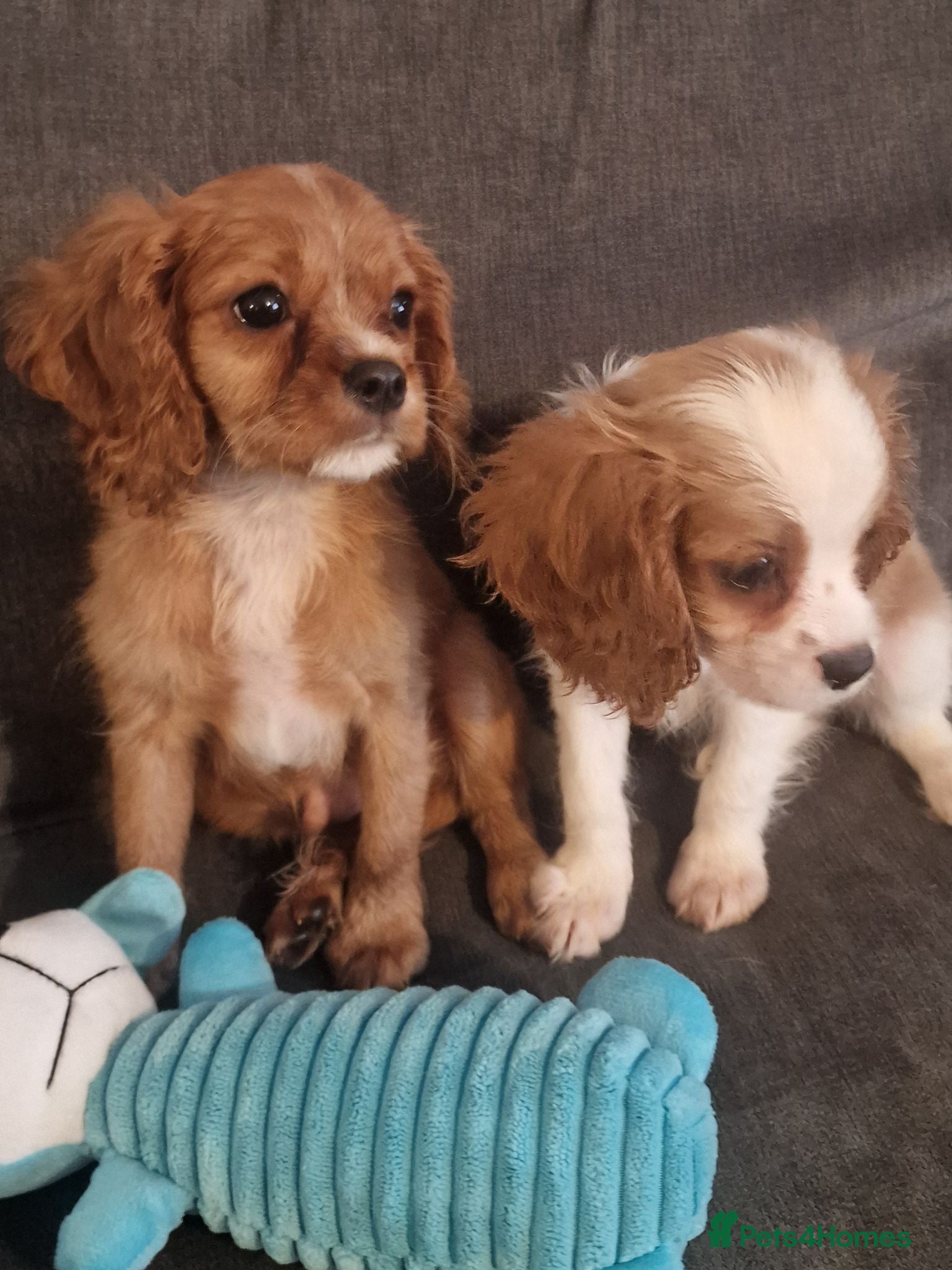 Cavalier King Charles Spaniel dogs Cavalier King Charles Spaniel Puppies  - Advert 10