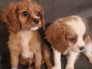 Cavalier King Charles Spaniel dogs Cavalier King Charles Spaniel Puppies - Advert 10
