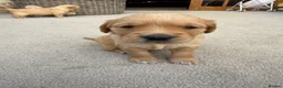 Golden Retriever dogs for sale: Kennel Club Golden Retriever Puppies Health Tested - Advert 22