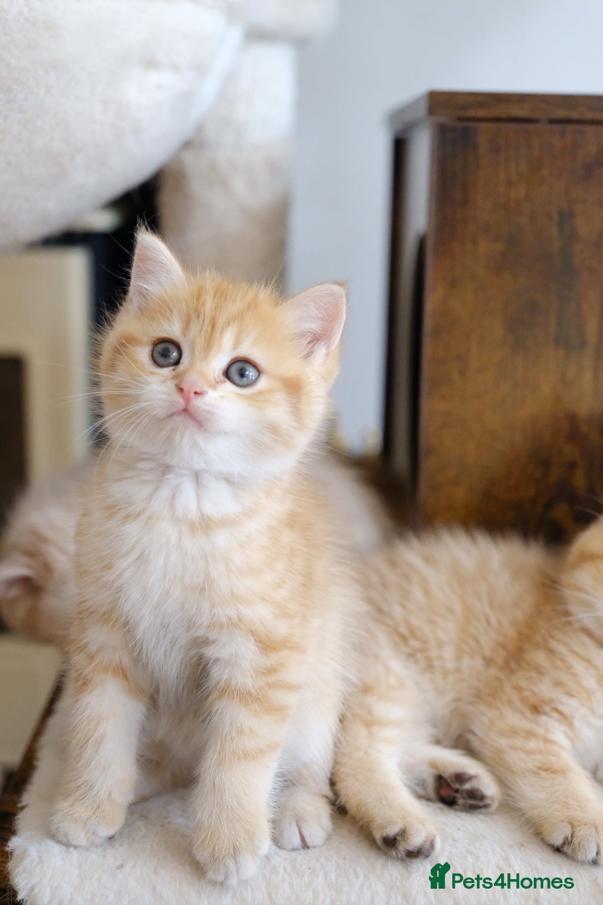 British Shorthair cats Stunning BSH Golden Boy TICA reg pedigree  - Advert 1