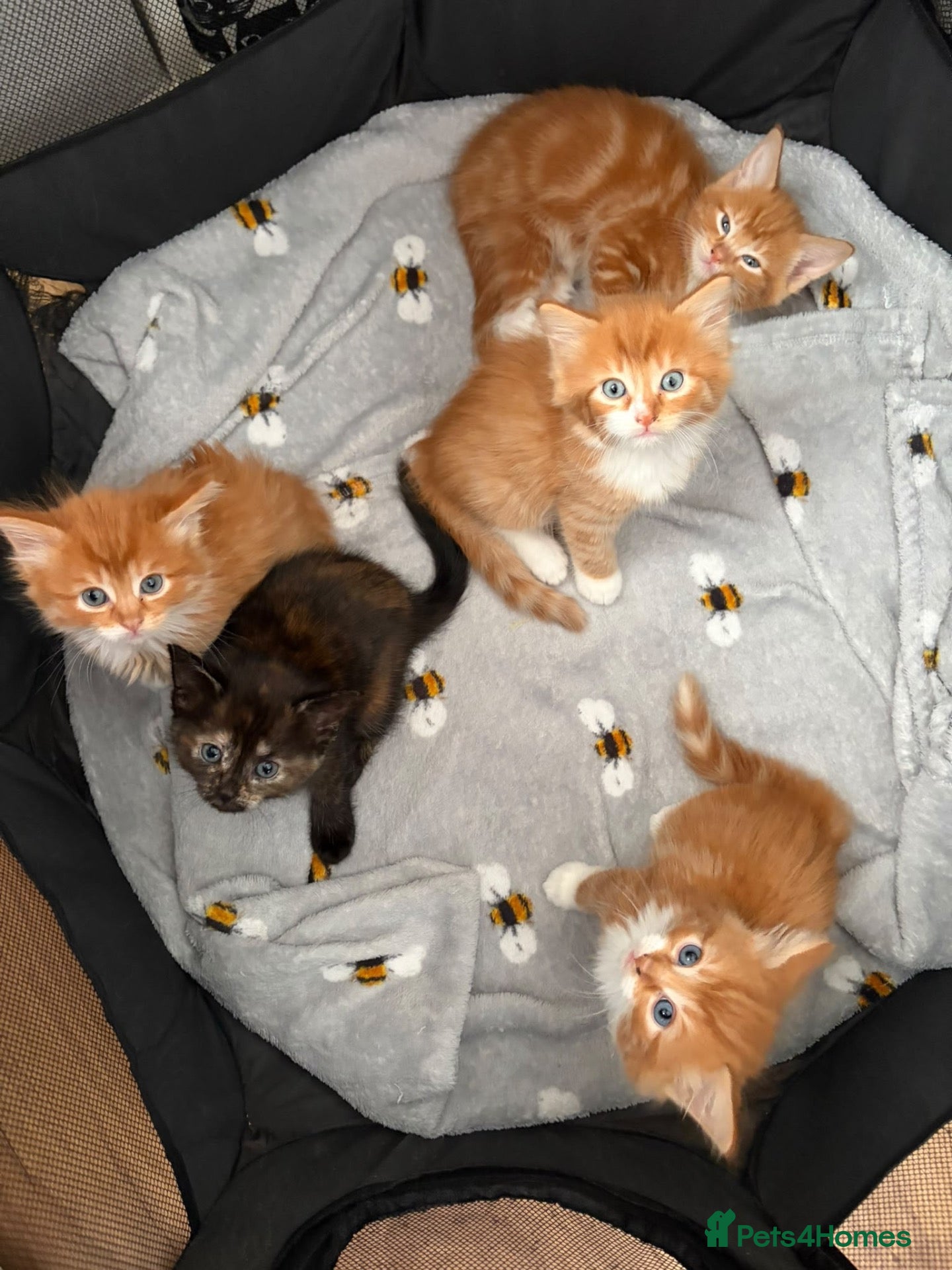 Mixed Breed cats 5 HALF-RAGDOLL KITTENS ❤️ - Advert 1