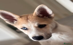 Huskita dogs for sale: Husky x Akita (Huskita) - Image 3