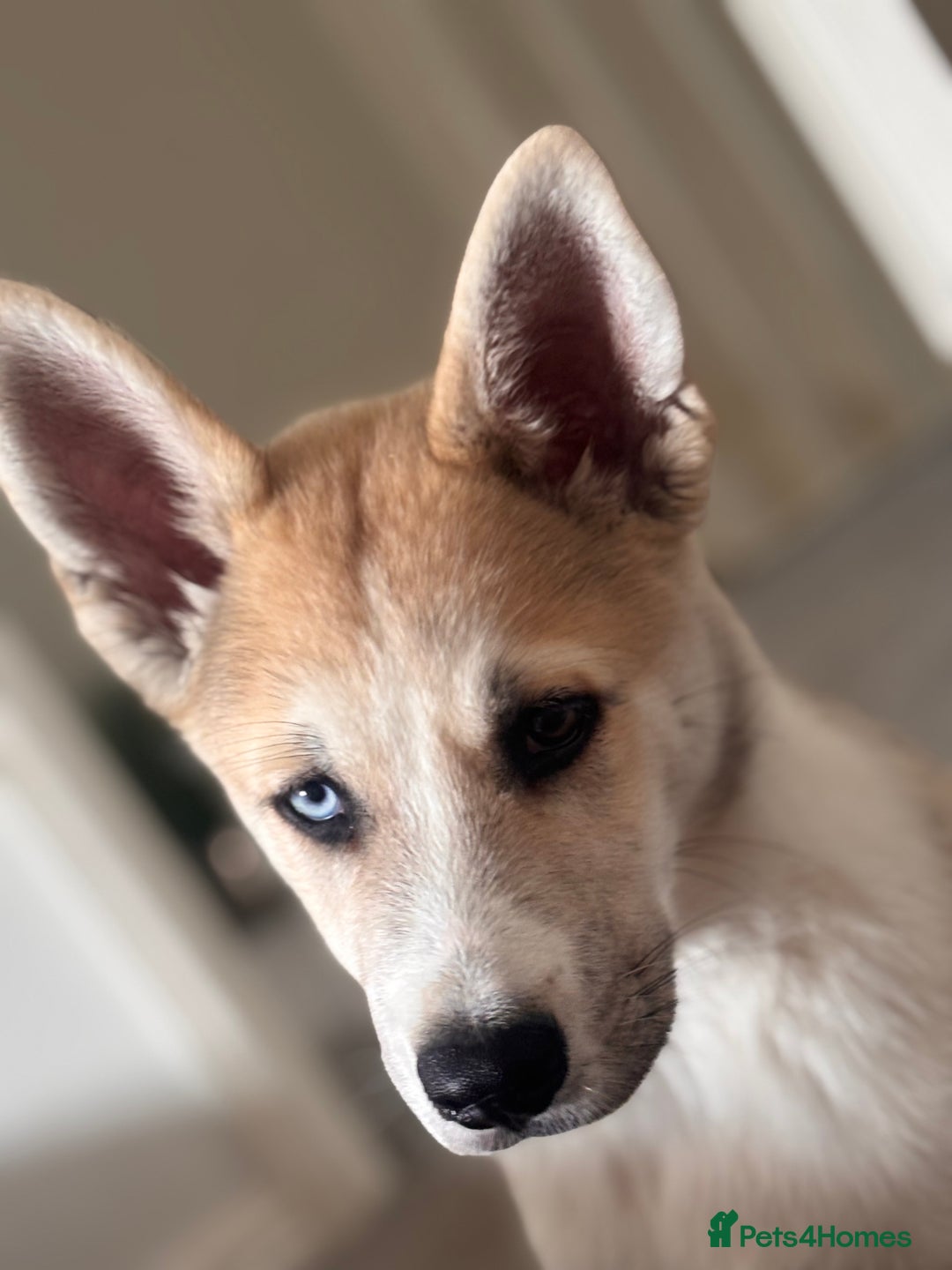 Huskita dogs for sale: Husky x Akita (Huskita) - Image 3