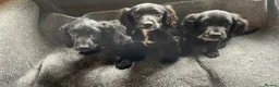 Cocker Spaniel dogs for sale: 3 gorgeous cocker spaniel puppy’s  - Advert 2