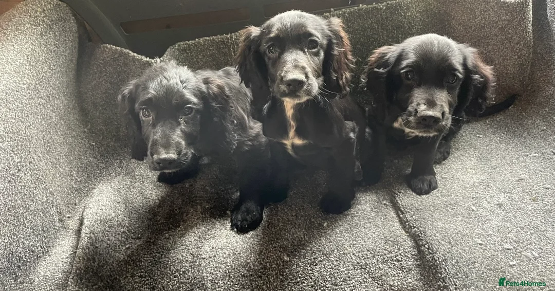Cocker Spaniel dogs for sale: 3 gorgeous cocker spaniel puppy’s  - Advert 2