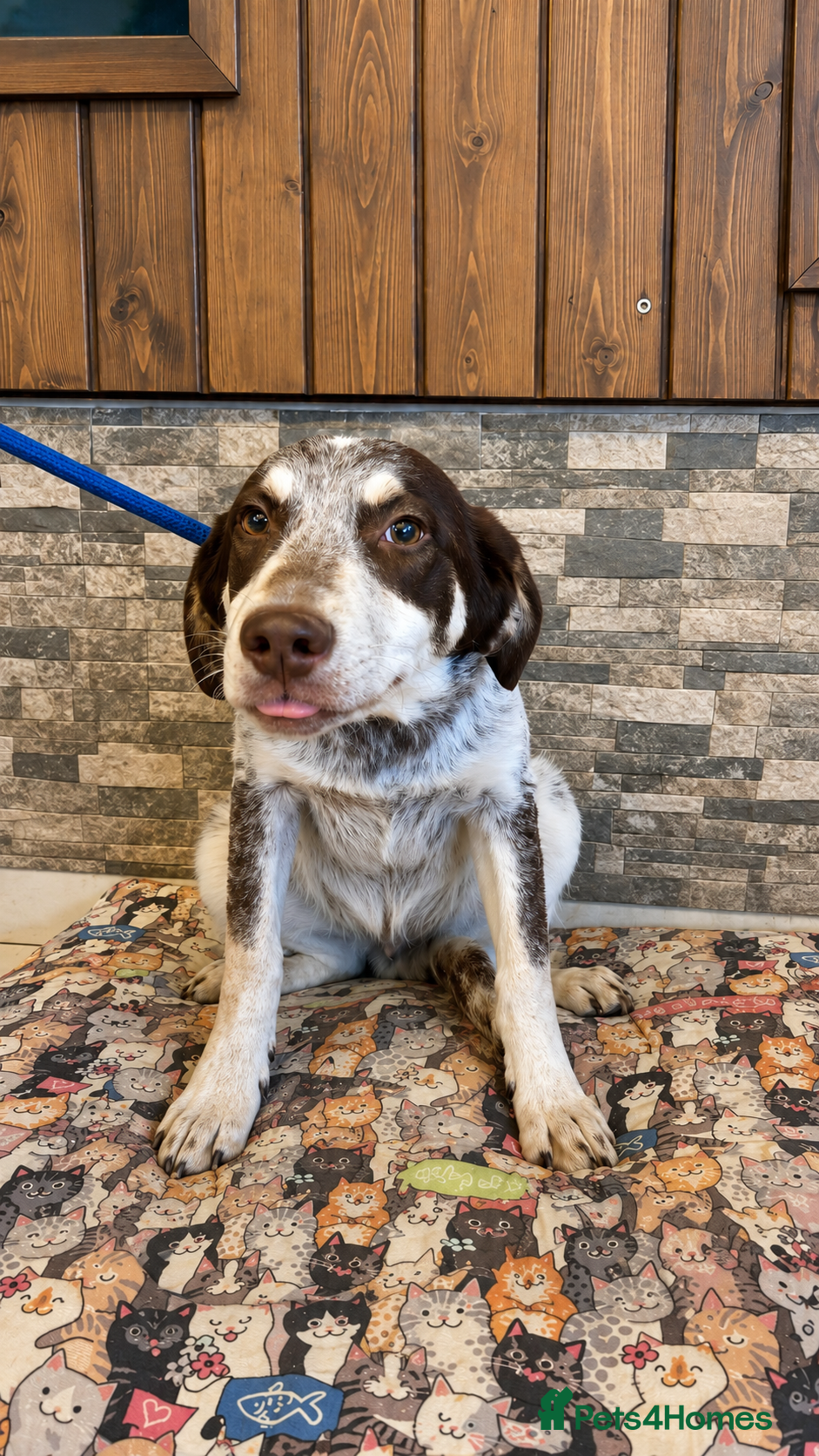 Mixed Breed dogs Mocha looking for his forever home - Advert 6