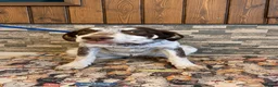 Mixed Breed dogs for adoption: Mocha looking for his forever home - Advert 1