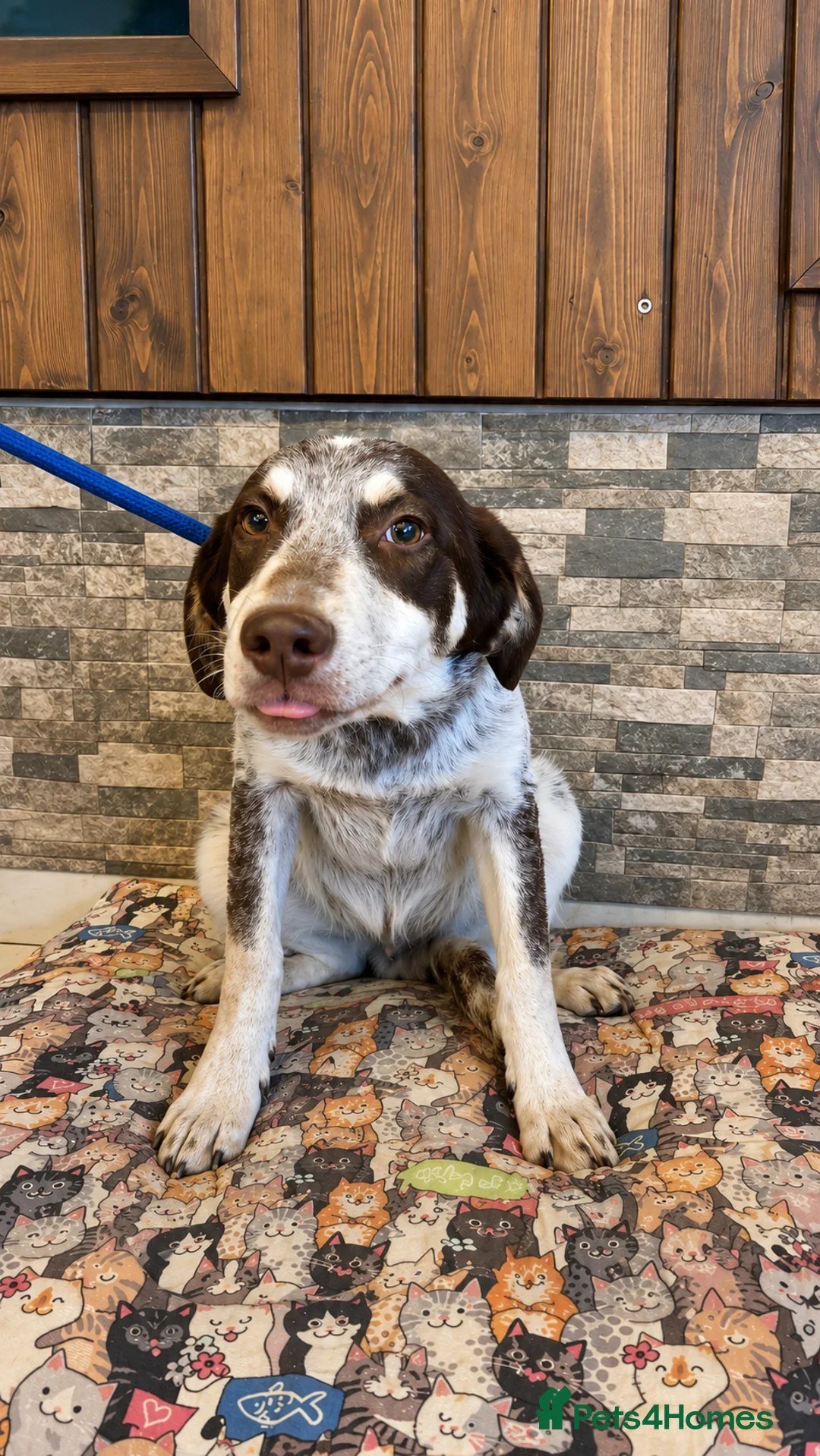 Mixed Breed dogs for adoption: Mocha looking for his forever home - Advert 1