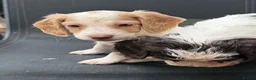 Cockapoo dogs for sale: Litter of lovely Cockapoos - Advert 24
