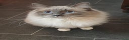 Ragdoll cats for stud: ❤️ Magnificent GCCF Active Registered Stud ❤️ in Preston - Advert 1