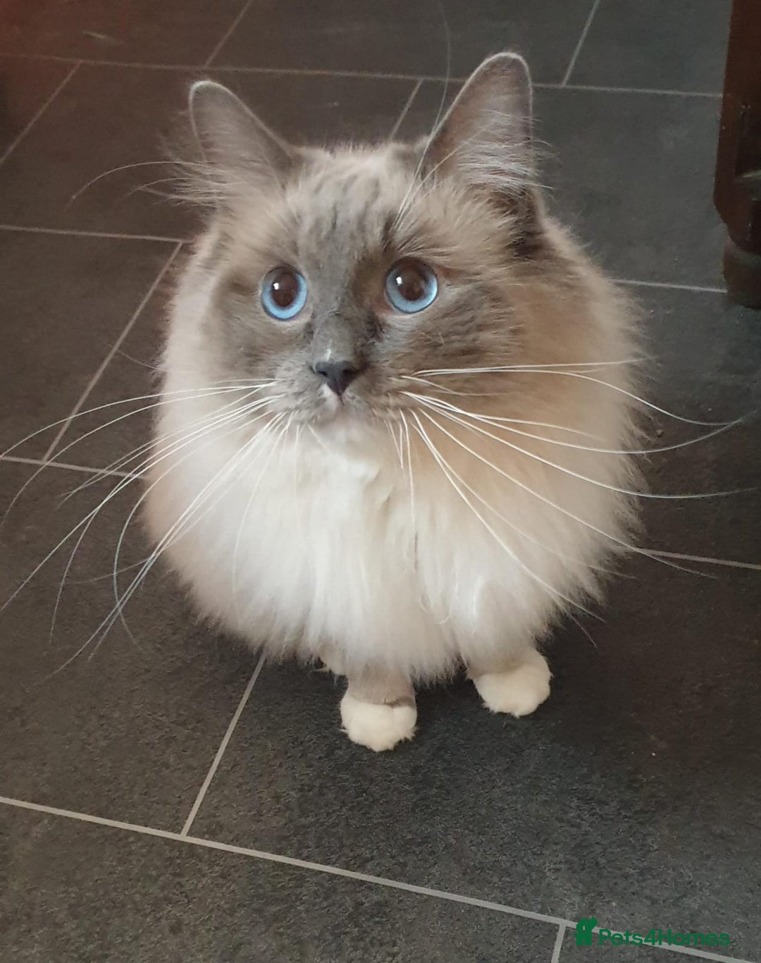 Ragdoll cats for stud: ❤️ Magnificent GCCF Active Registered Stud ❤️ in Preston - Advert 1