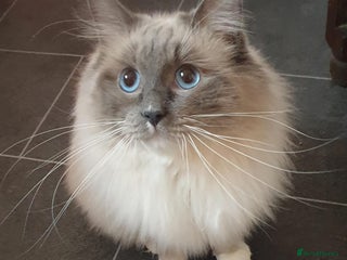 Ragdoll cats in Preston - Advert 33
