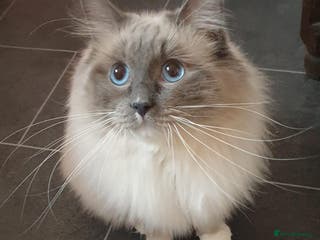 Ragdoll cats ❤️ Magnificent GCCF Active Registered Stud ❤️ in Preston - Advert 15