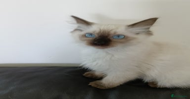 Ragdoll cats - Advert 3