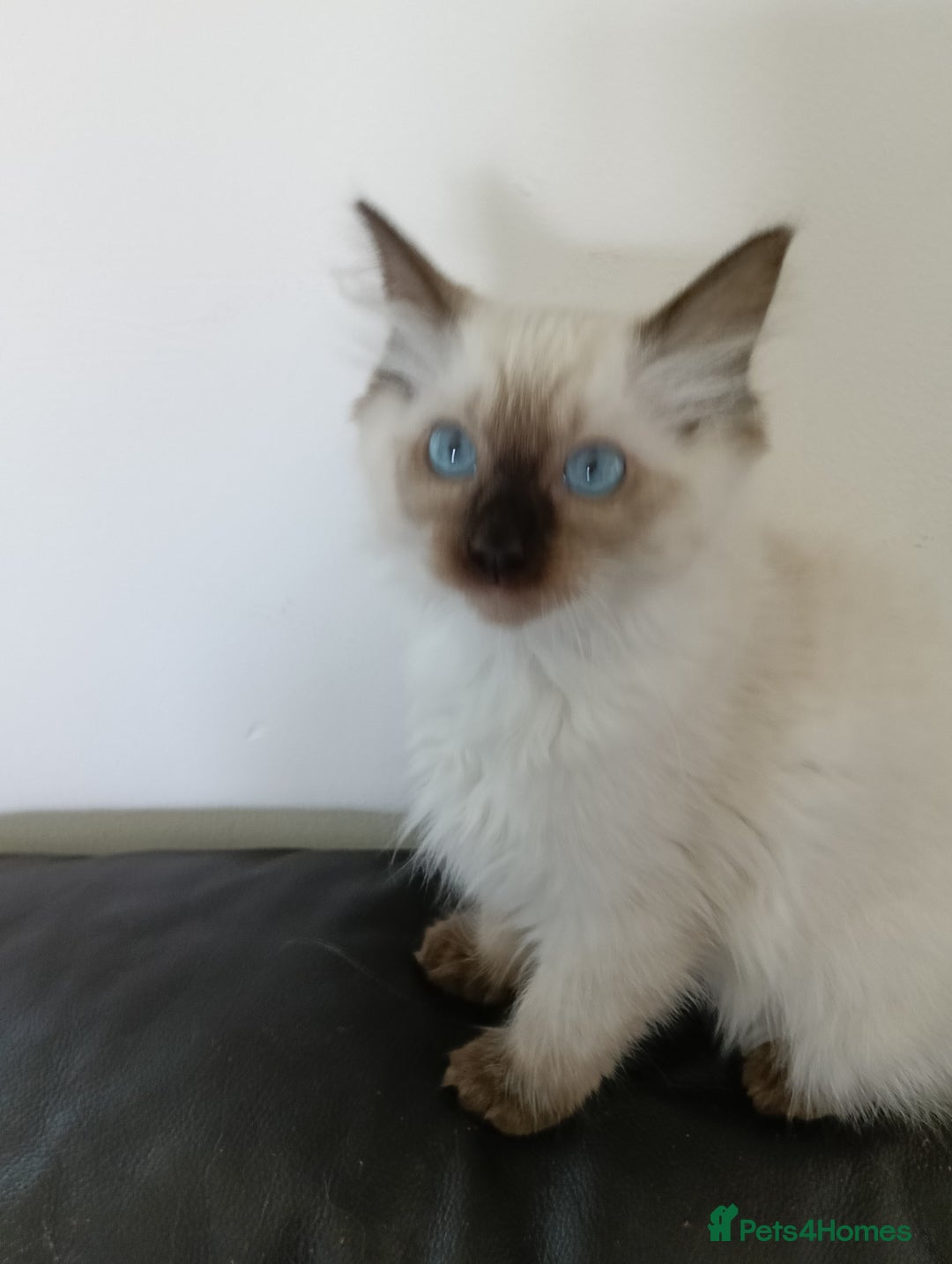 Ragdoll cats for sale: GCCF registered seal and chocolate ragdoll kittens - Image 3