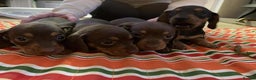 Miniature Dachshund dogs for sale: Miniature daschund puppies  - Advert 1